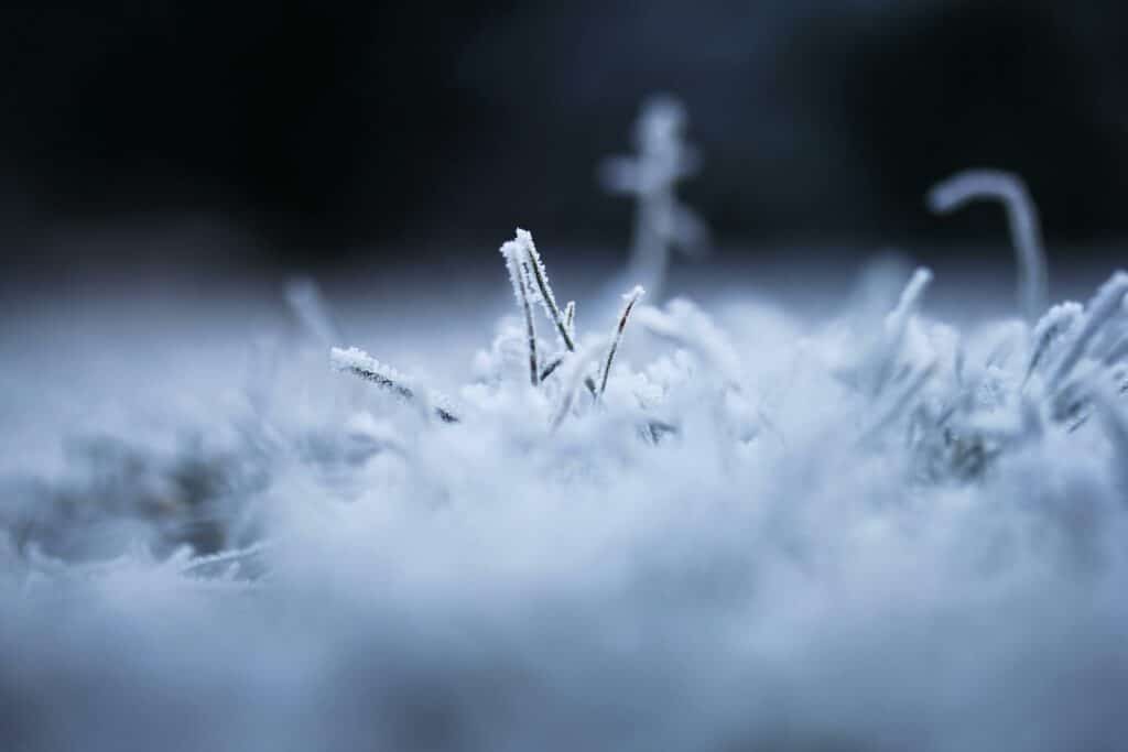 Carpet Fibres