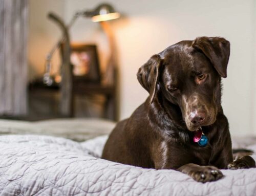 Keeping Your Dog’s Bed Clean