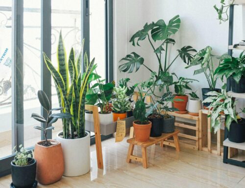 Care Tips for Indoor Plants