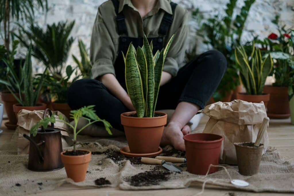 Plant Pots
