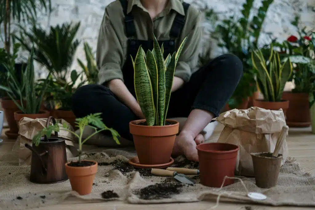 Plant Pots